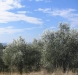 colle2.jpg