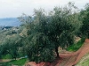 alberi1.jpg