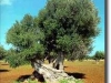 albero_ulivo1.jpg
