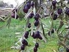 olive11.jpg