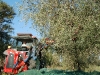 raccolta-olive-044.jpg