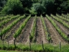 gallery_221.jpg