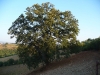 imper-sito-olio-800x600.jpg